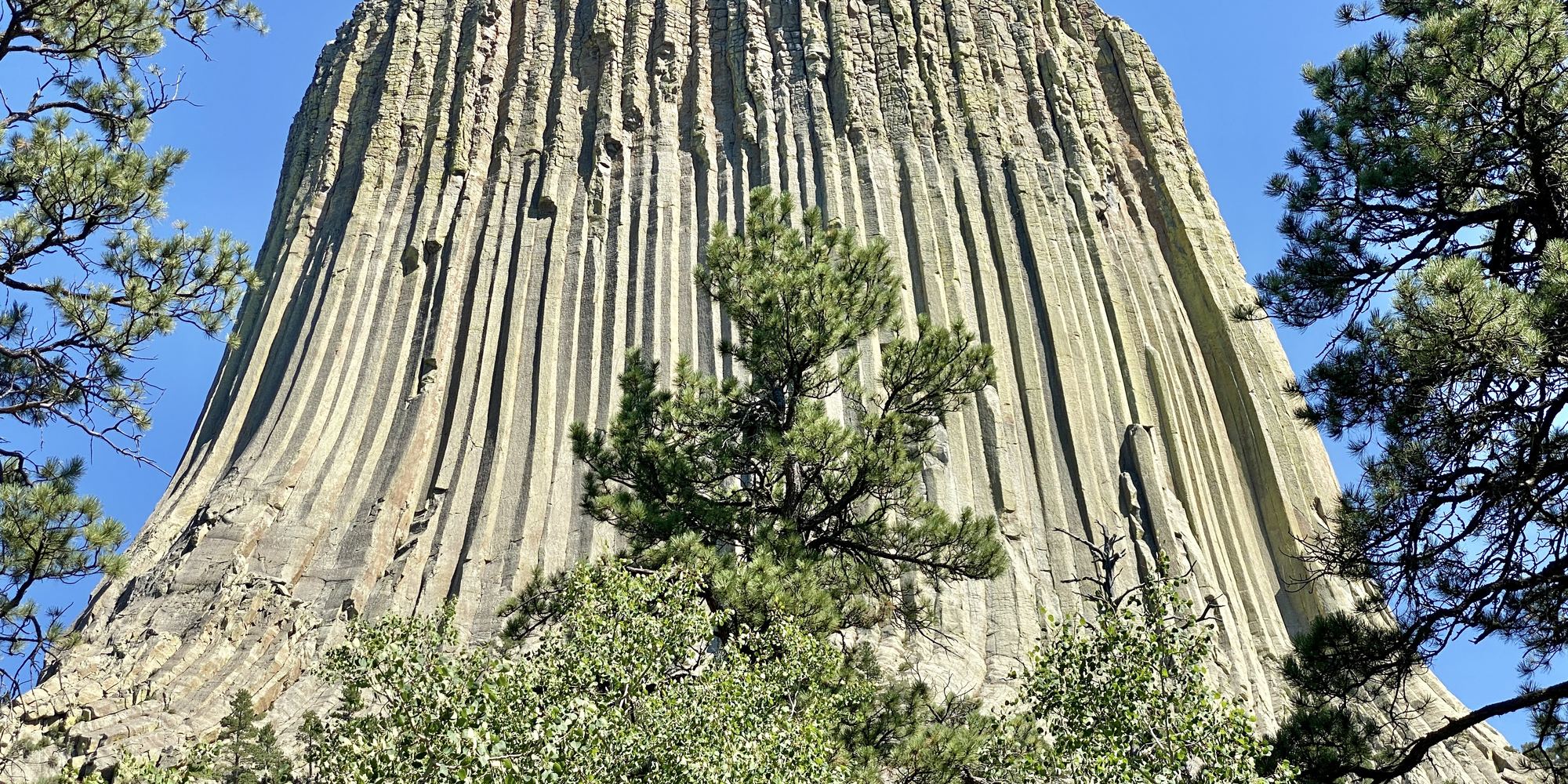 Devils Tower National Monument rising above the pine forest